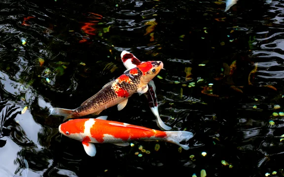 koi