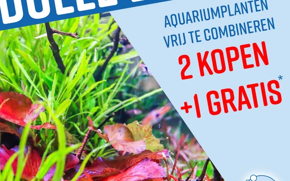 aquariumplanten