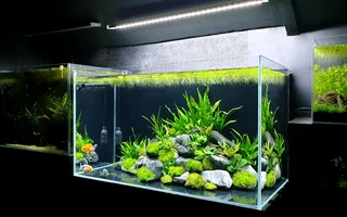 Aquascape