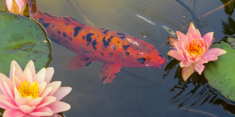 Vijveraquarium / Aquarium de bassin retourné / Pond aquarium